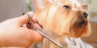 Our affordable cat and dog vaccination clinics offer quality, preventive care to help ensure your pet's health & wellness. Tempe Veterinary Hospital Tempe Lake Veterinary Clinic Pet Resort