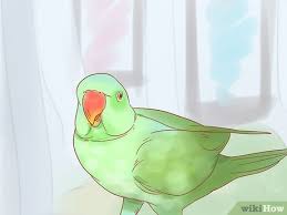 How To Care For A Parrot With Pictures Wikihow