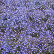 Image result for Veronica abyssinica