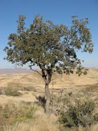 Image result for Ozoroa