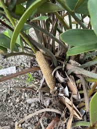 Image result for Fuirena zambesiaca