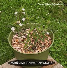 Pin On Butterfly Garden Plants