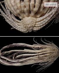 Oh, look! They found baby Cthulhu! 😊