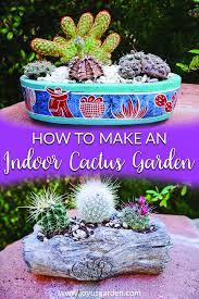 Cacti flower on fresh growth, so if your plant just sits there, unchanging year after year, it's very unlikely to. How To Make An Indoor Cactus Garden Joy Us Garden Indoor Cactus Garden Indoor Cactus Cactus Garden
