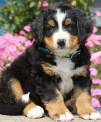 The bernese mountain dog originated as a farm dog, but these days he's most often a beloved companion. Island Puppies Puppies Bernese Mountain Dog Puppy Bernese Mountain Dog