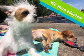 Rehome is free to you, and your dog's new adopter will pay a small adoption fee which will then be donated in full to a local animal shelter or rescue, like. We Were Adopted June 17 23 2019 Richmond Spca