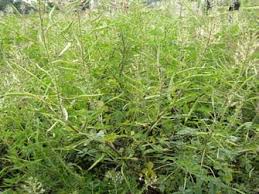 Image result for Cleome gynandra