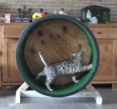 The device lets our little feline friends spend their days exercising instead of just lying around the house. Also Need To Look Up One Fast Cat Video How To Make A Cat Wheel Moriah Cat Bed Cat Exercise Cat Exercise Wheel