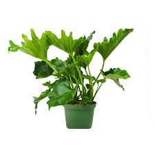 Philodendron Little Hope 6 Pot In 2020 Rare Seeds Plants Live Plants