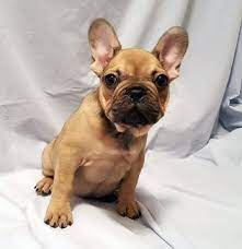 We provide healthy, happy french bulldog puppies to add to your family. French Bulldog Puppy For Sale In Adrian Mi Adn 22543 On Puppyfinder Com Gender Female A French Bulldog Puppies For Sale French Bulldog French Bulldog Puppy