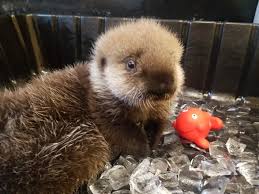 Daily at the strait of georgia exhibit; Rescued Northern Sea Otter Tazlina Jets In From Alaska Ocean Wise S Aquablog