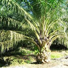 Image result for Elaeis