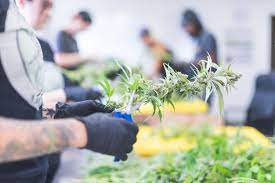 Si in romania a inceput campania pro marijuana. Care Sunt Avantajele È™i Dezavantajele LegalizÄƒrii Marijuanei In Sua