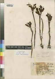 Image result for Disa zombica