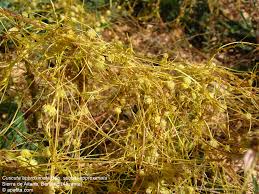 Image result for Cuscuta approximata