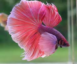 Male Halfmoon Big Ears The Perfect Betta Betta Fish Betta Betta Fish Tank