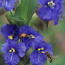 Image result for Commelina latifolia