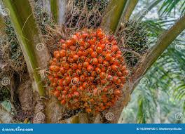 Image result for Elaeis