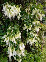 Image result for Buddleja pulchella