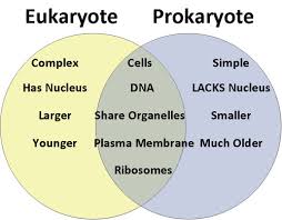 Plant cells, tissues and organs are adapted to their functions. Animal Vs Plant Cells And Cell Organelles Fchs Flashcards Quizlet