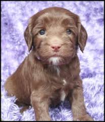 Look at pictures of labradoodle puppies who need a home. Fancy Purple Collar Chocolate Lavender Female 4wks Pacific Rim Labradoodles