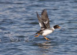 Barrows goldeneye are primarily a duck of the western mountains of north america, however there are also smaller populations in the labrador peninsula and western greenland. Bill Hubick Photography Barrow S Goldeneye Bucephala Islandica