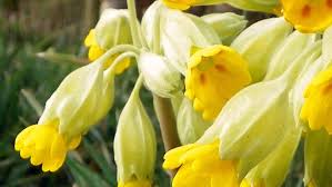 Cowslip