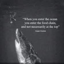 Was born on 11 jun 1911. Jacques Cousteau Quotes Google Search Scuba Diving Quotes Diving Quotes Shark Quotes