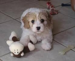 And be sure to review the health certificates of both of your pup's parents prior to making an informed decision to bring a sweet, small. Cavachon Breeders Contact Us For Beautiful Cavachon Puppies Cavachon Puppies Cute Small Dogs Cavachon