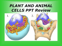 Plant And Animal Cells Ppt Review