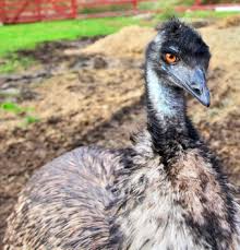 Emu oil is an aboriginal remedy said to improve the quality of the skin and hair and to treat certain medical conditions, including ibd and arthritis. Using Emu Oil For Hair Loss Will Amaze Youunderground Health Reporter Underground Health Reporter