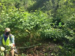 Using multiple eradication methods right from the start will increase your chances of successfully removing japanese knotweed from your yard.﻿﻿ Invasive Plant Profile Japanese Knotweed U S National Park Service