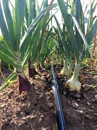 How To Install A Drip Irrigation System In Your Vegetable Garden