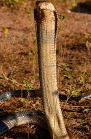 Forest Cobra Naja Melanoleuca Most Of Our Cobras Do Not Rear Very High When They Confront A Threat However A Forest Cobra Tends To Rear Higher Than The O