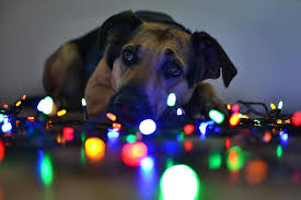 Auf tutti.ch findest du viele tier inserate wie z.b. Weihnachten Beleuchtung Hund Ein Hybrid Portrat Suss Tiere Augen Pikist
