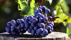 Tempranillo - Giống nho kiêu kỳ làm nên vang đỏ Tây Ban Nha - Thùng Gỗ Nhập Khẩu | Bồn tắm gỗ nhập khẩu