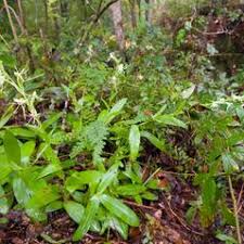 Image result for Habenaria microsaccus