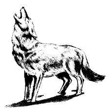 See howling wolf stock video clips. Howling Wolf Art Black And White Novocom Top