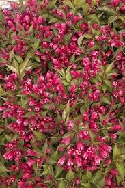Love my monet purple effect. Weigela