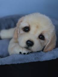 Golden Retriever puppy by Ekaterina Usenko