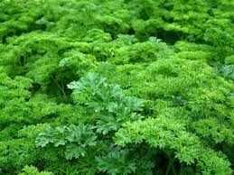 Healthy Kale Parsley Basil Mint Pesto Recipe Green Lawn Care Herbs Parsley Benefits