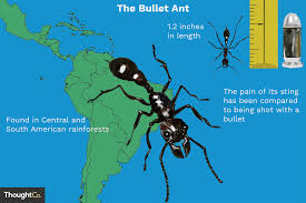 How big is the world's largest ant? Bullet Ant Facts Habitat Predators Painful Sting