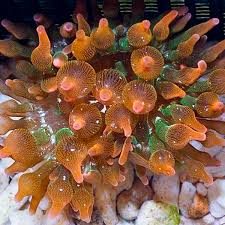 These anemones are very mobile and can easily walk into. Grade A Rose Bubble Tip Anemone Entacmaea Quadricolor Marine Aquarium Invertebrates