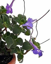 Image result for Streptocarpus glandulosissimus