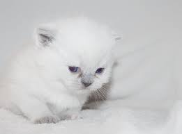 New listingvintage fluffy white beige kittens cats green eyes pink roses foot stool card. Royalty Free Photo Long Fur White Kitten On White Textile Pickpik