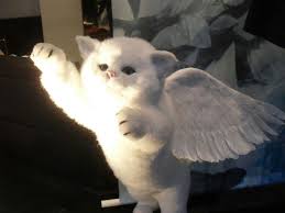 Oyle Guzelsin Iste Yoonmin 2020 Komik Hayvan Hayvan Viralleri Guzel Kediler