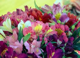 Discover The Meaning And Symbolism Of The Alstroemeria Flower Floraqueen