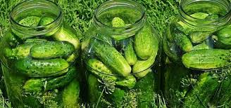 Salzgurken Einlegen Ein Rezept Fur Den Steintopf Utopia De In 2020 Salzgurken Gurken Einlegen Rezept Salzgurken Einlegen