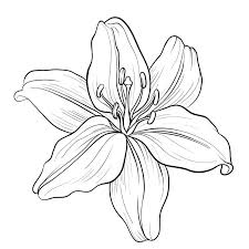 Lily Flower Outline Lily Flower Black And White Drawing Lily Flower Outline Images Pencil Drawings Of Flowers Flower Outline Mini Drawings