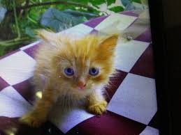 Black And White Kittens For Sale Near Me Pure Persian Male Ginger Kitten For Adoption 2 Month Old N Mandai Kitten Adoption Ginger Kitten Ragdoll Kittens For Sale